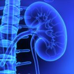 35806701 - kidneys covance labs blog